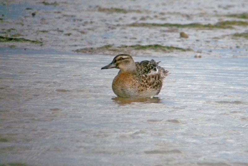 Garganey - 07-07-2015