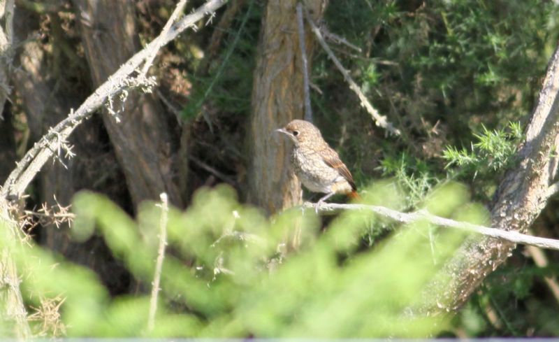 Redstart - 10-07-2015