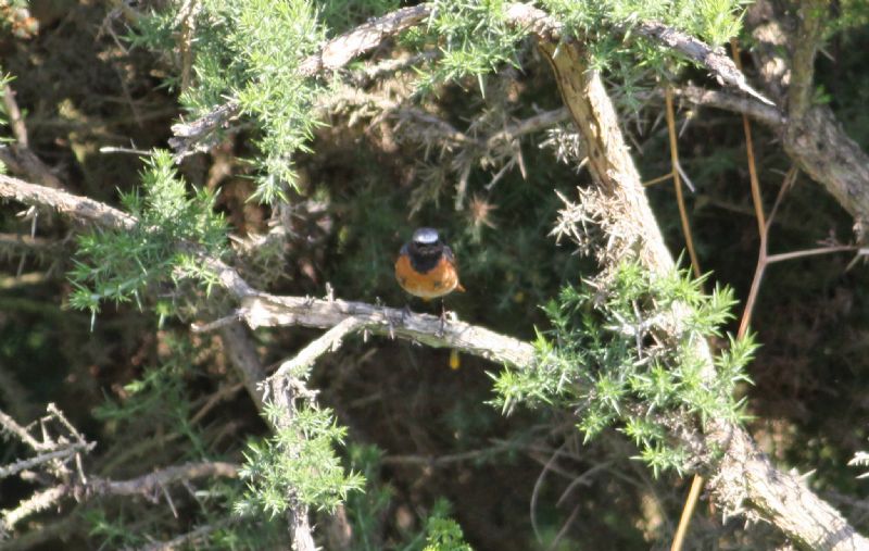 Redstart - 10-07-2015