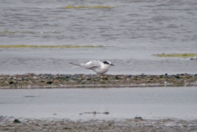 Arctic Tern - 13-07-2015