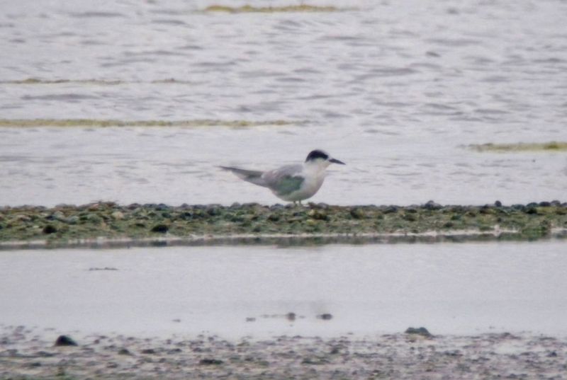 Arctic Tern - 13-07-2015