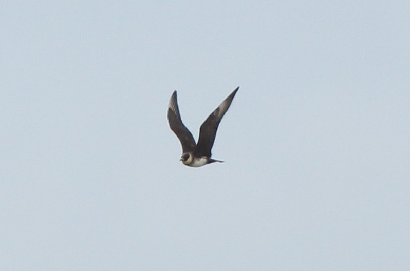 Pomarine Skua - 30-07-2015