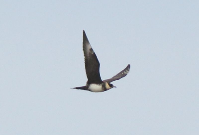 Pomarine Skua - 30-07-2015