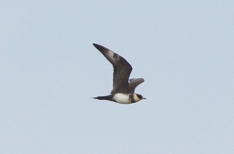 Pomarine Skua - 30-07-2015