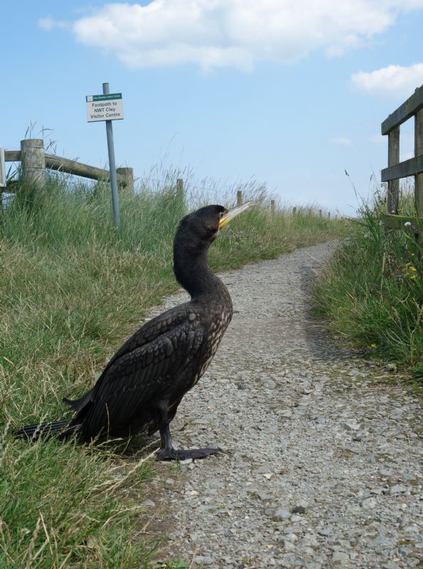 Cormorant - 31-07-2015