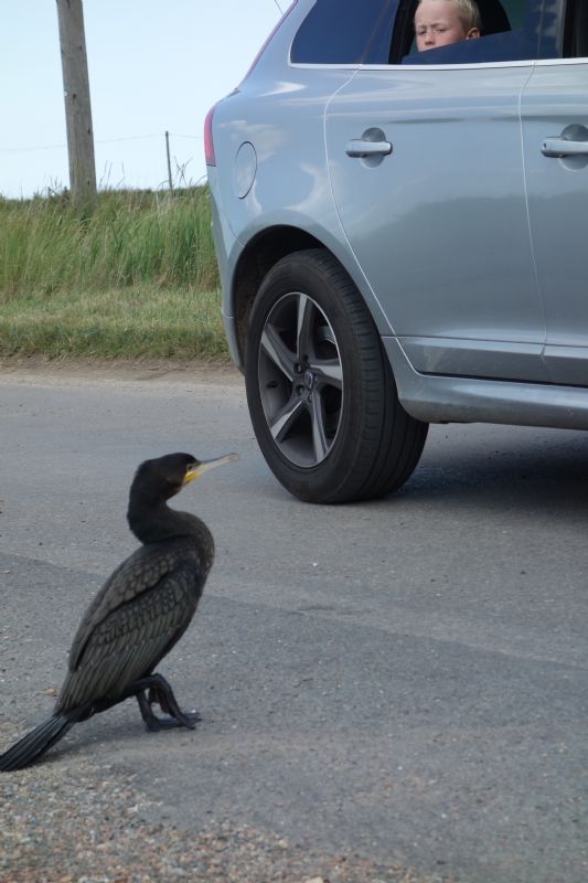 Cormorant - 31-07-2015