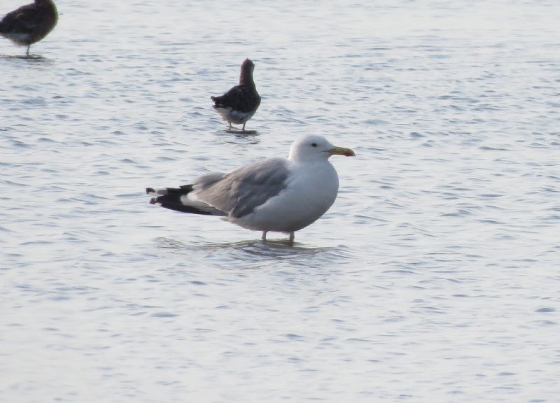 Caspian Gull - 31-07-2015