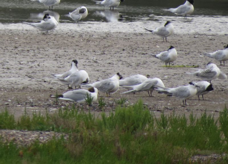 Sandwich Tern - 23-07-2015