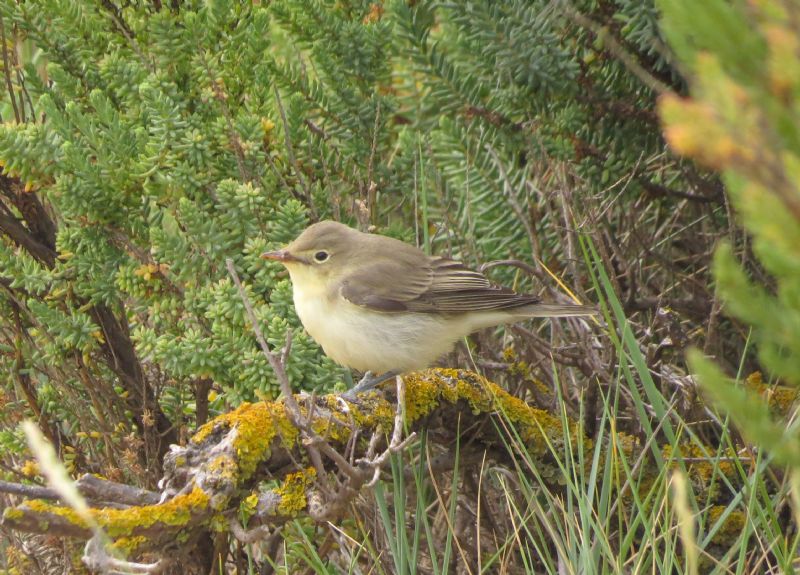 Icterine Warbler - 13-08-2015