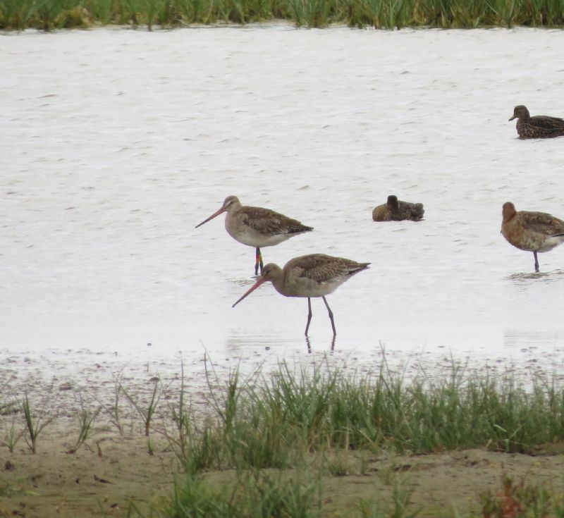 Black-tailed Godwit - 15-08-2015