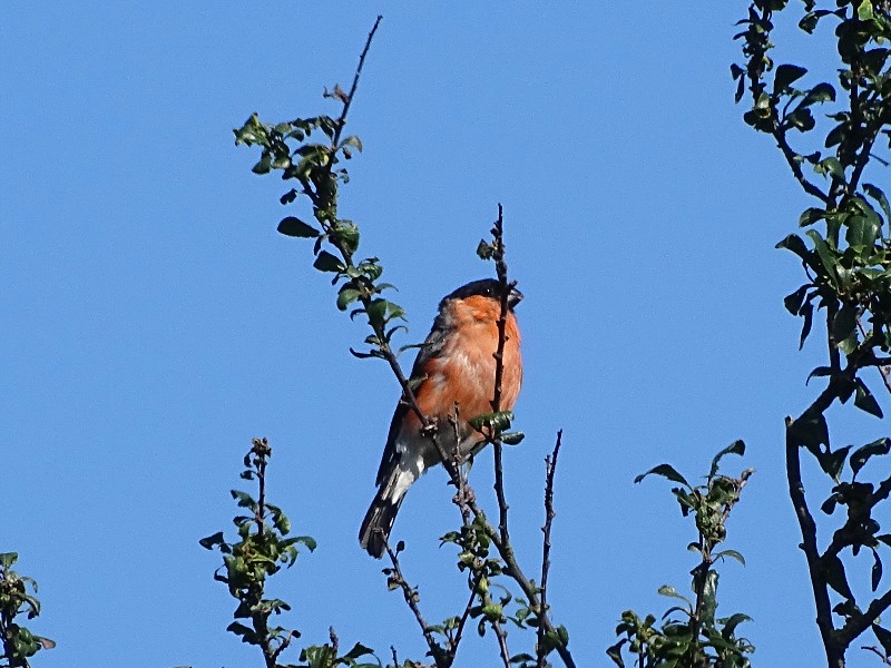 Bullfinch - 16-08-2015