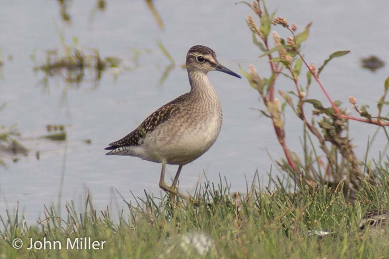 Wood Sandpiper - 21-08-2015