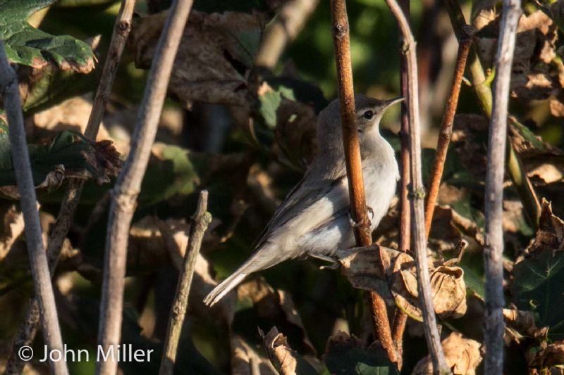 Booted Warbler - 22-08-2015