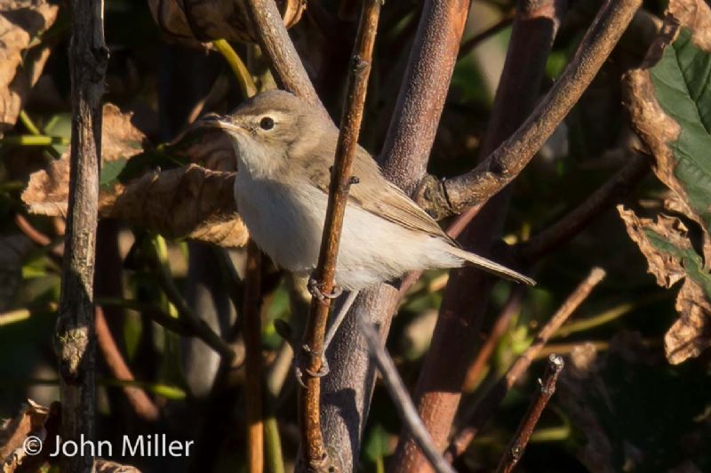 Booted Warbler - 22-08-2015