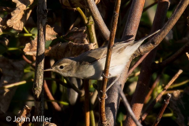 Booted Warbler - 22-08-2015