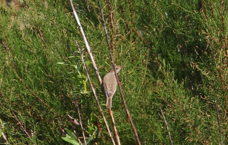 Booted Warbler - 22-08-2015