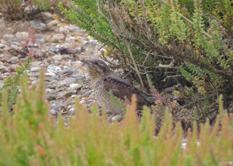 Wryneck - 23-08-2015