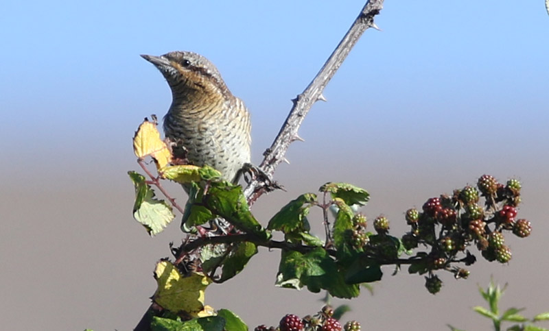 Wryneck - 25-08-2015