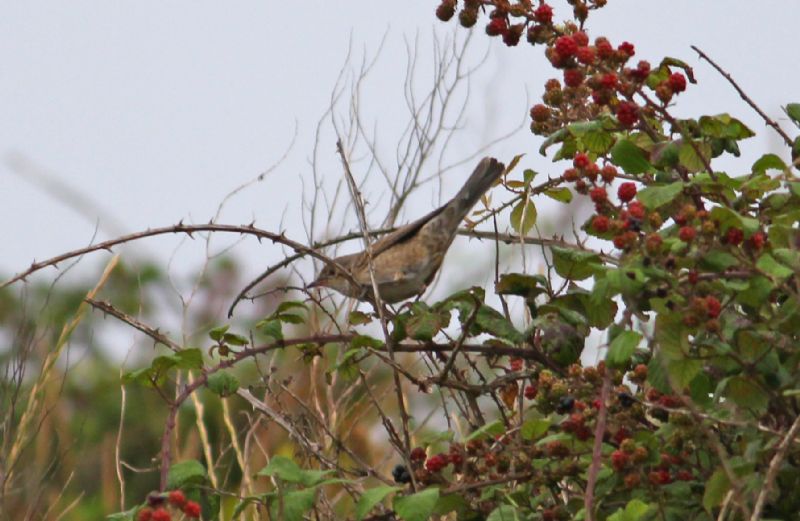 Barred Warbler - 30-08-2015