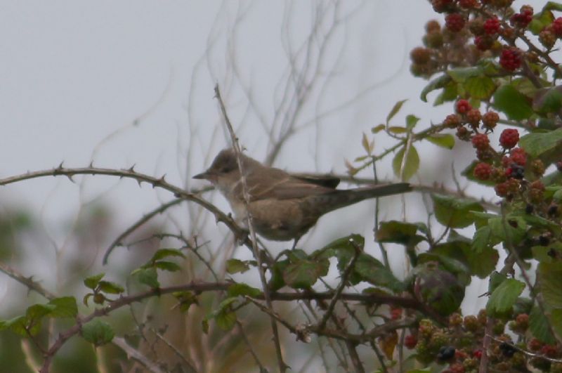 Barred Warbler - 30-08-2015