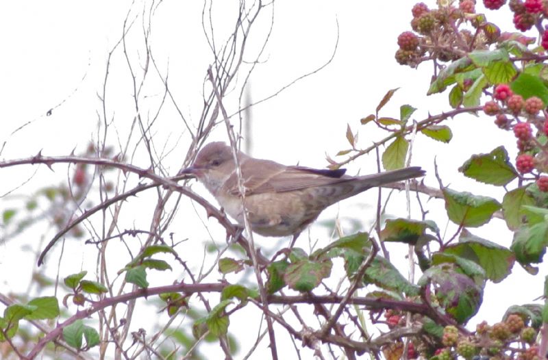 Barred Warbler - 30-08-2015