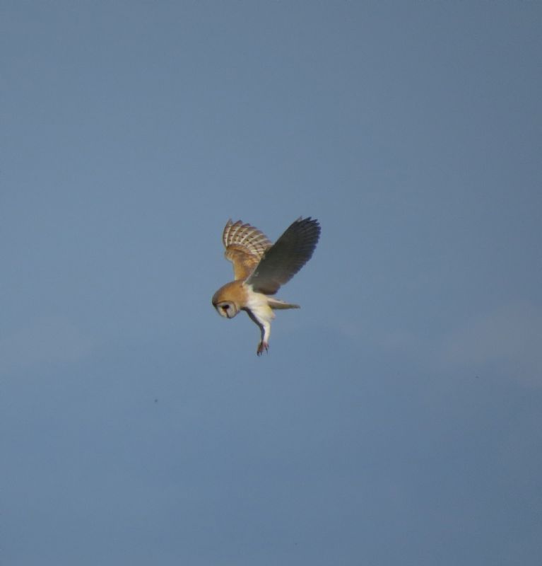 Barn Owl - 06-09-2015