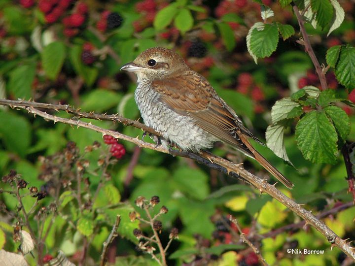 Red-backed Shrike - 09-09-2015