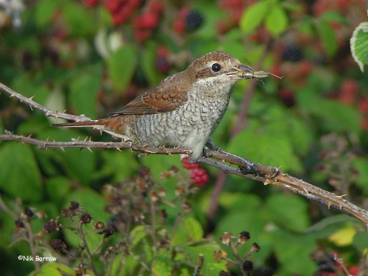 Red-backed Shrike - 09-09-2015