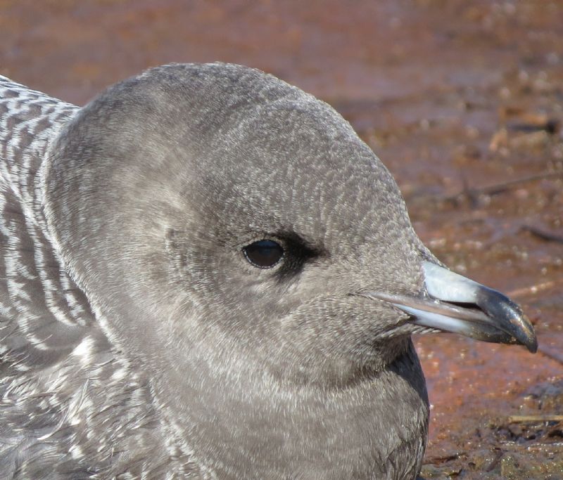 Long-tailed Skua - 10-09-2015