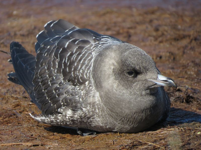 Long-tailed Skua - 10-09-2015