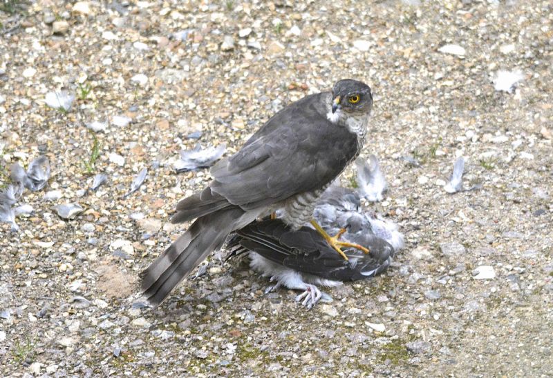 Sparrowhawk - 14-09-2015