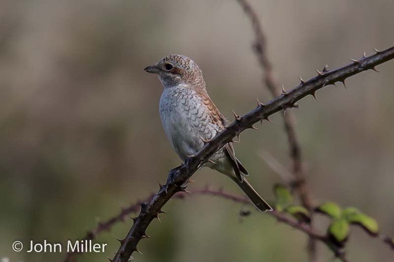 Red-backed Shrike - 17-09-2015