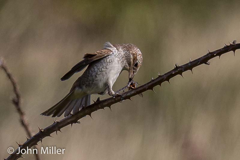 Red-backed Shrike - 17-09-2015