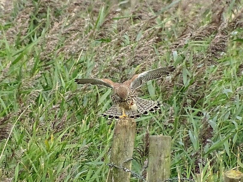 Kestrel - 17-09-2015