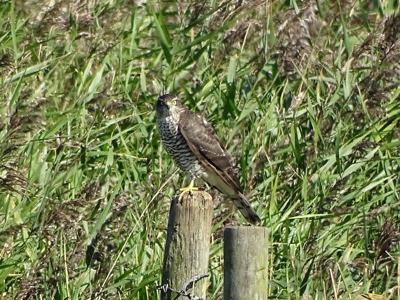 Sparrowhawk - 19-09-2015