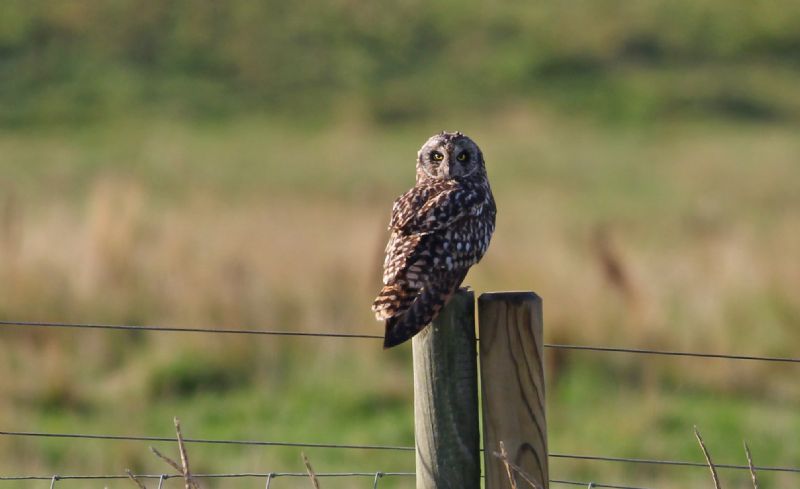 Short-eared Owl - 22-09-2015