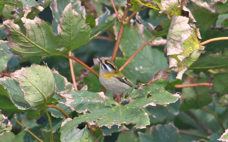 Firecrest - 28-09-2015