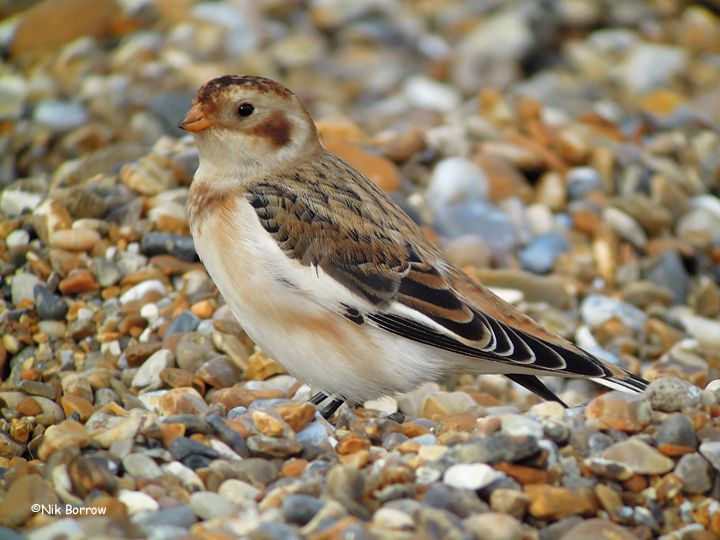 Snow Bunting - 04-10-2015