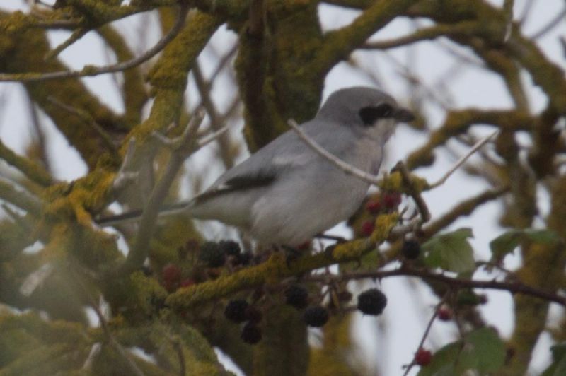 Great Grey Shrike - 14-10-2015