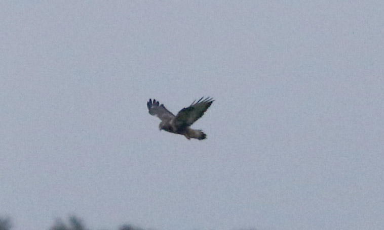 Rough-legged Buzzard - 18-10-2015