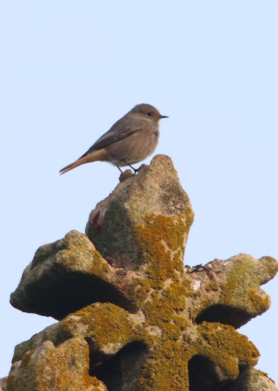 Black Redstart - 25-10-2015