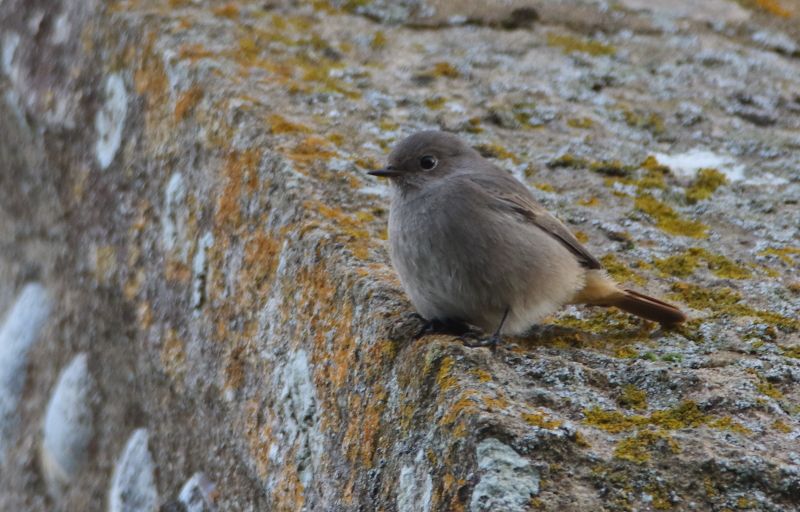 Black Redstart - 25-10-2015