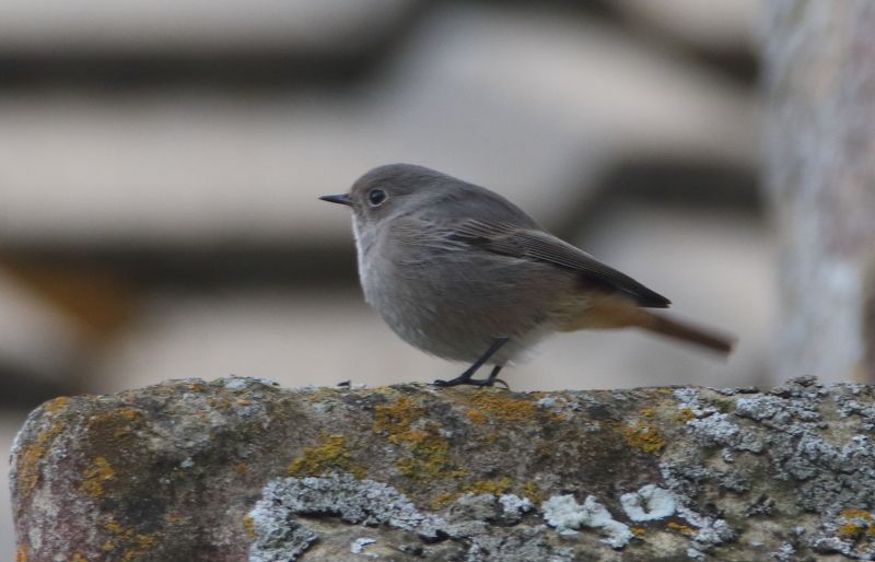 Black Redstart - 25-10-2015