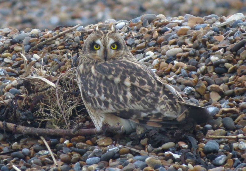 Short-eared Owl - 27-10-2015