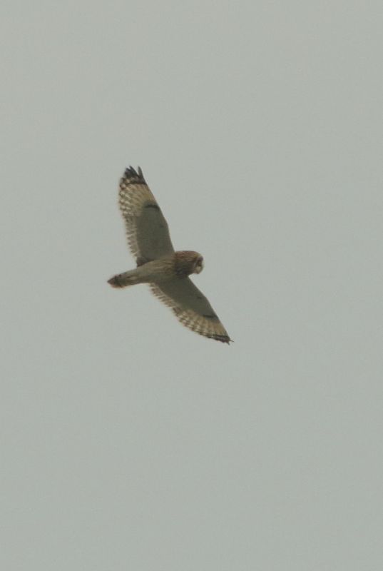 Short-eared Owl - 27-10-2015