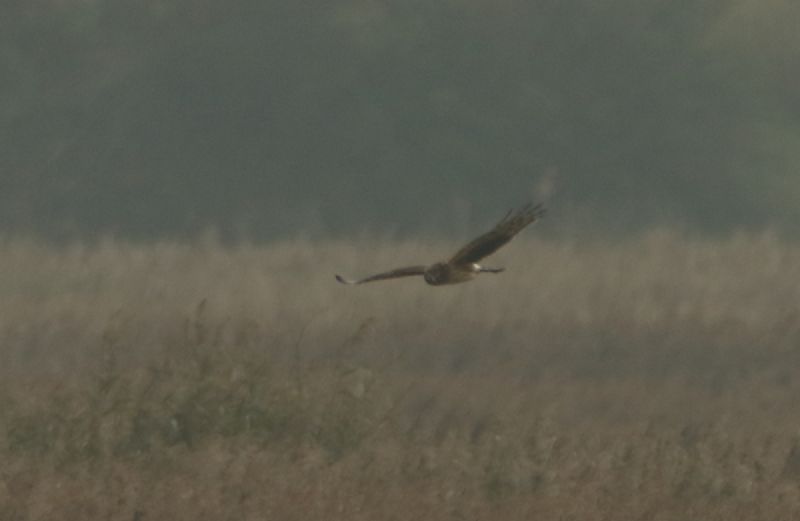 Hen Harrier - 27-10-2015