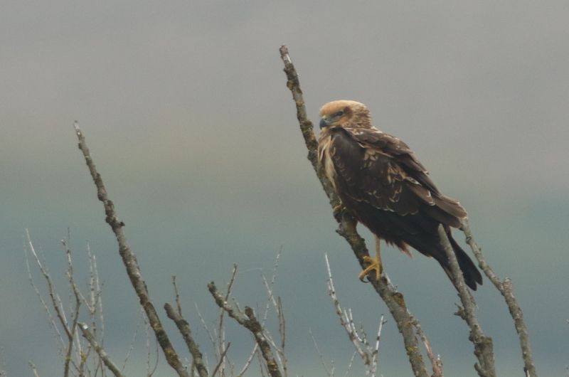 Marsh Harrier - 27-10-2015