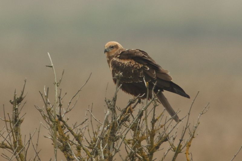 Marsh Harrier - 27-10-2015