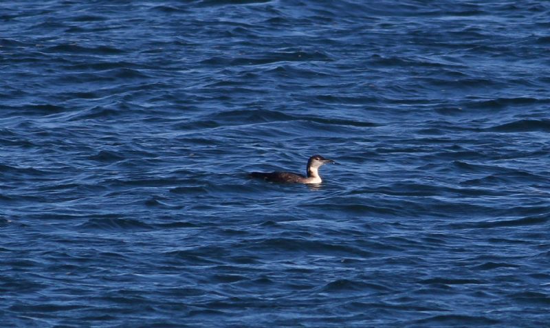 Great Northern Diver - 29-10-2015