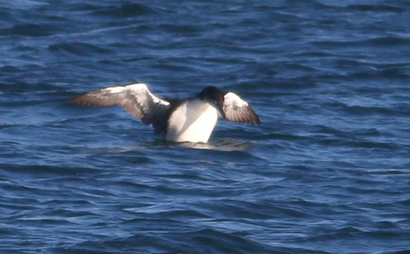 Great Northern Diver - 29-10-2015